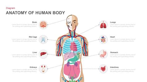 Anatomy Of Human Body Powerpoint And Keynote Template