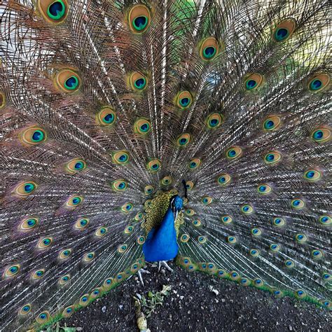 Birdlifesaving: 78. Our Peacock's Tail?