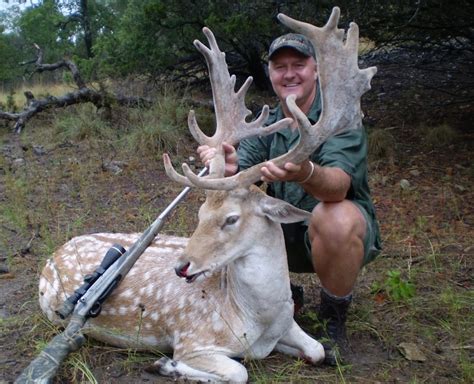 Gold Medal Fallow Deer Shonto Ranch Hunting