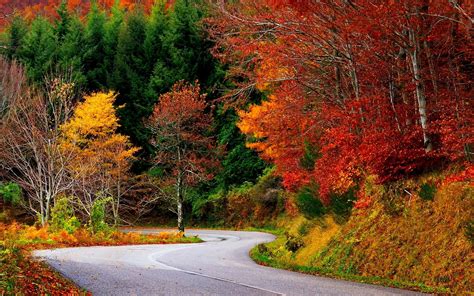 Wallpaper Trees Landscape Colorful Forest Fall