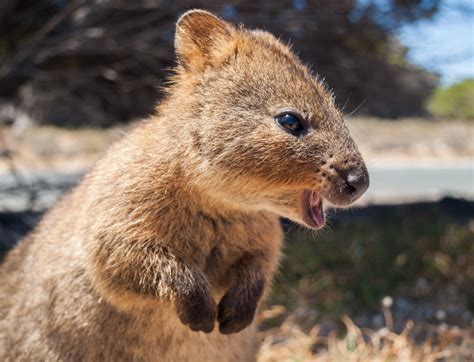 20 Animal Facts That Made Us Go A Australian Animals Facts Animal