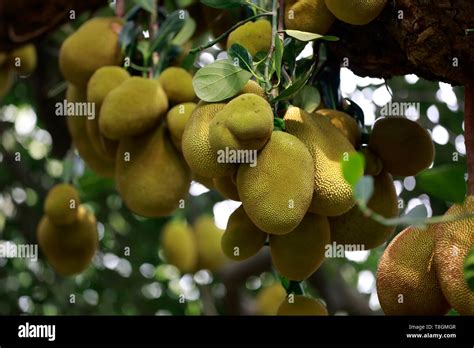 Dhaka Bangladesh May 11 2019 Jackfruit Is The National Fruit Of