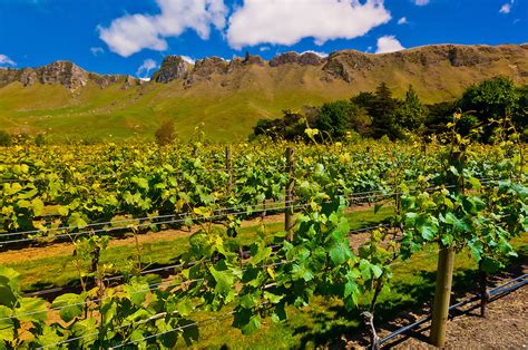 Vineyards Of The Craggy Range Winery Te Mata Peak In Background