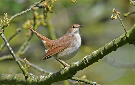Common Nightingale By Debra Pickering Birdguides