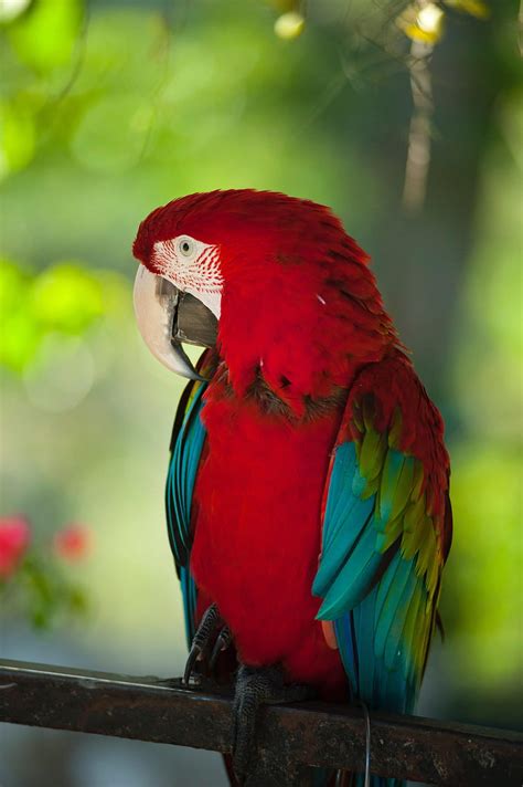 Animals Parrots Bird Color Wildlife Macaw Hd Phone Wallpaper Pxfuel