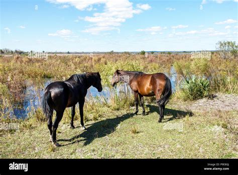 Gainesville Floridamicanopypaynes Prairie Ecopassage Nature Preserve