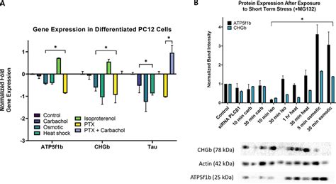 Gene Expression And Protein Levels Of Atp F B And Chgb In Cells Under
