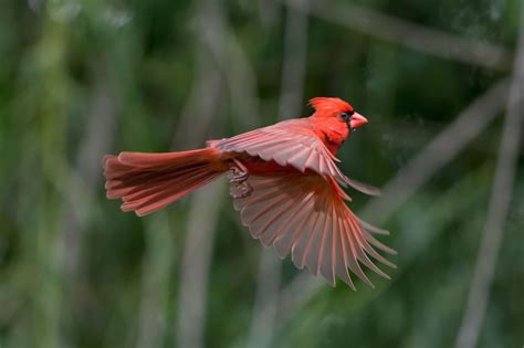 Flickrpejbcge Cardinal In Flightdsc5363 Cardinal Flying