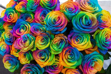 Itap Of Rainbow Roses For The Pride Month Yes They Are Real Flowers