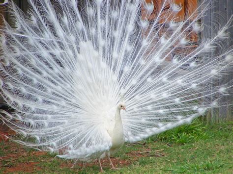 White Peacock Josh Flickr