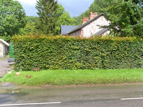 Hornbeam Instant Hedge - mature hedging from Practicality Brown