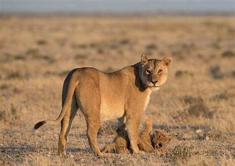 Lioness With Playful Cub Photograph By Tony Camachoscience Photo Library