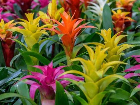 How Do Bromeliads Survive In The Rainforest Explained Leafyjournal