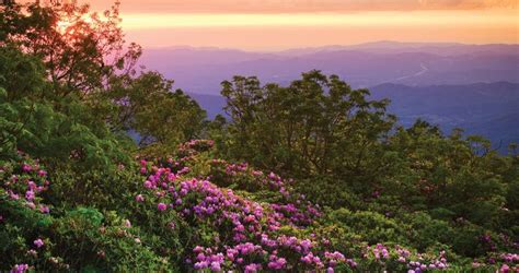 Where To Find Rhododendron In Western Nc Our State Rhododendron