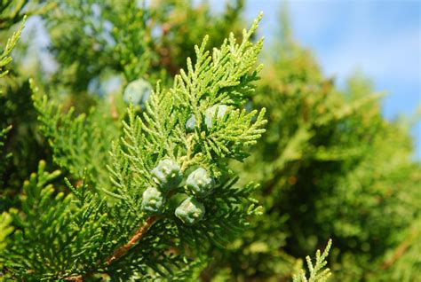 What Is A Conifer Tree With Pictures