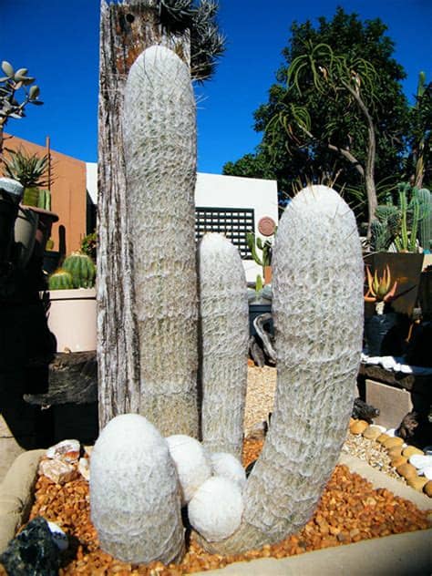 (to be) old old (int pl) old (supint) Espostoa lanata (Peruvian Old Man Cactus) | World of ...