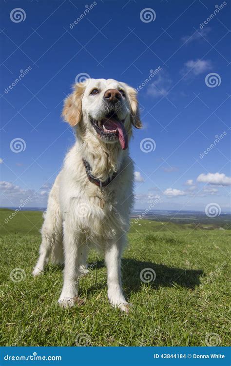 Happy Golden Retriever Dog In Field With Blue Sky Stock Photo Image