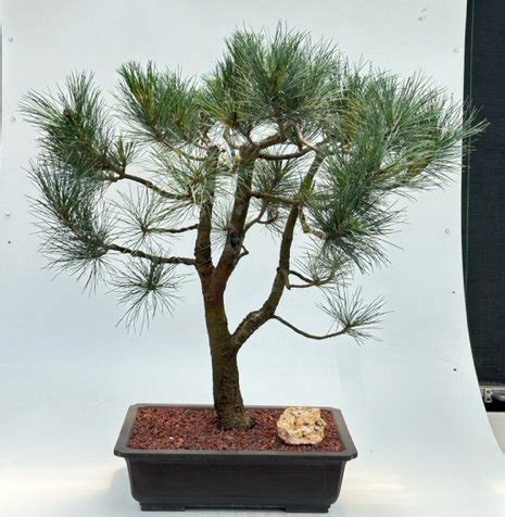 Japanese Black Pine Bonsai Tree Pinus Thunbergii Mikawa