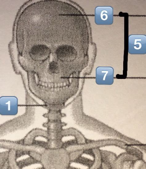 Skeletal Quiz 2 Flashcards Memorang