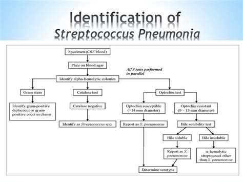 Streptococcus Pneumonia