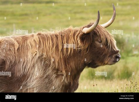 Highland Cow Heilan Coo Scotland Uk Stock Photo Alamy