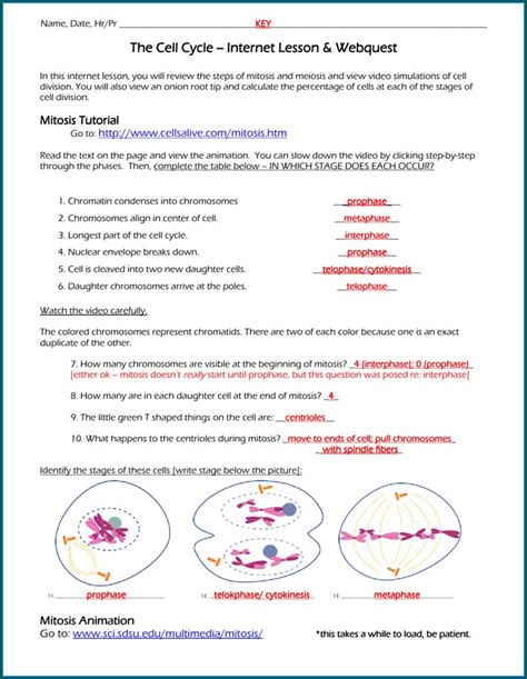 Mitosis And The Cell Cycle Worksheet Answers