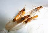 Images of Termite Flying