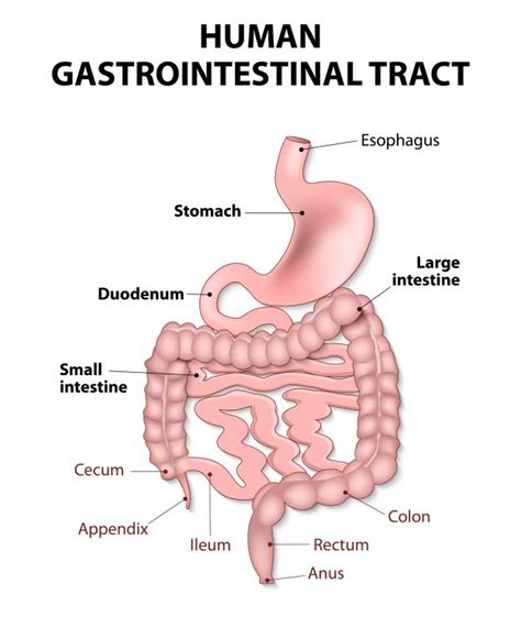Gastric Stomach Cancers Cancer Doc