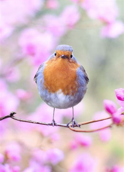 Spring Robins Wallpapers Wallpaper Cave