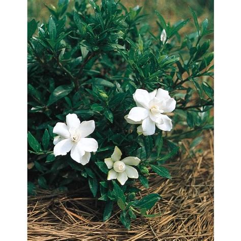 225 Gallon White Radicans Dwarf Gardenia Flowering Shrub In Pot L5279