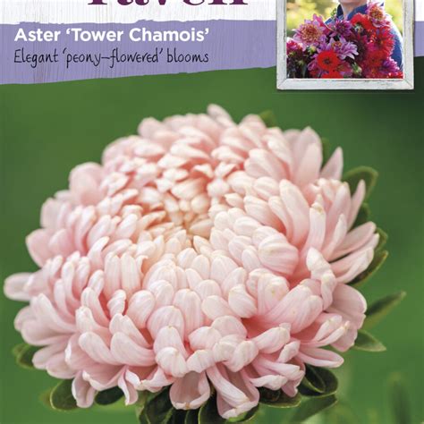 Aster Tower Chamois Johnsons Seeds