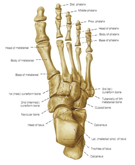 You can specify conditions of storing and accessing cookies in your browser. Foot Bones - Anatomy, Nerve Supply, Functions | Rx Harun
