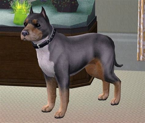 Mod The Sims Tri Color Pitbull Terrier