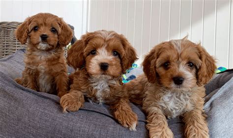 Cavoodle Puppies For Sale Urban Puppies Melbourne Australia Mia A