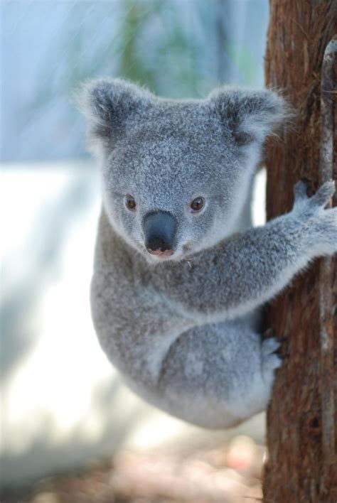 Orphaned Baby Koala Story Has A Happy Ending Cute Baby Animals Cute