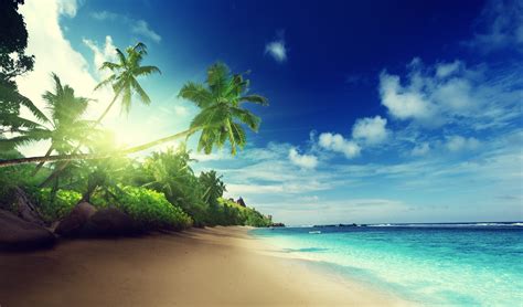 wallpaper id 554224 sea paradise coast trees tropical summer 2k palm beach free download