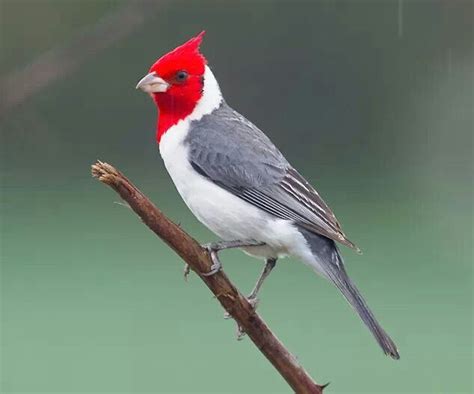 Red Crested Cardinal Avian Pinterest