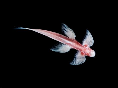 Пещерный ангел лат Cryptotora Thamicola рыба которая умеет ходить