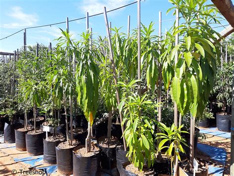 Buy Quinine Tree Koop Kinaboom Rauvolfia Caffra Treeshop