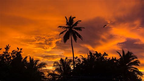Palm Sunset Palm Trees Sky Tropics 4k Hd Wallpaper