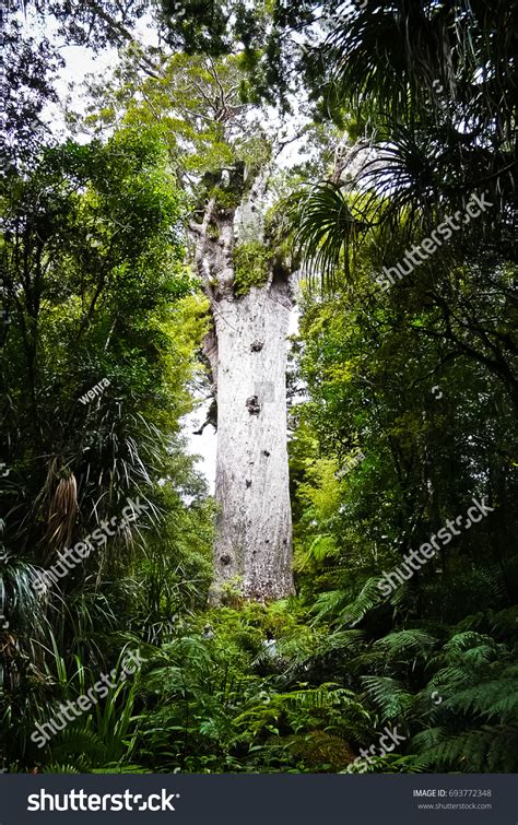Tane Mahuta Lord Forest Largest Kauri Stock Photo 693772348 Shutterstock