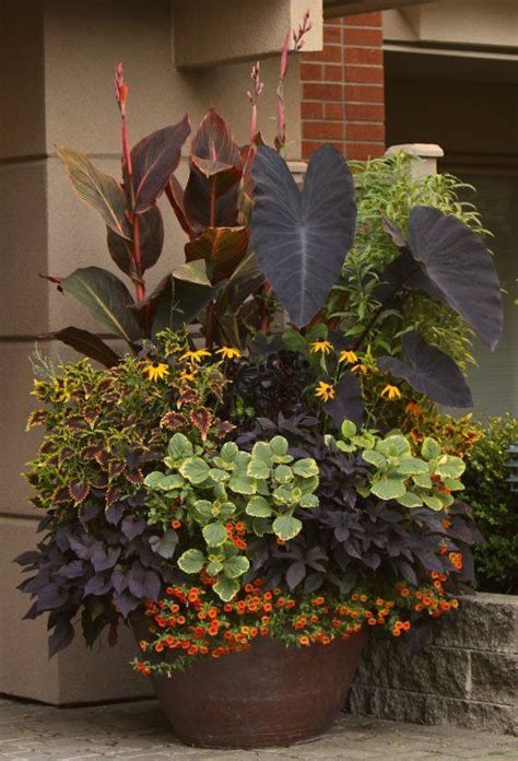 12 Curated Elephant Ear Plant Ideas By Robynmagg In The