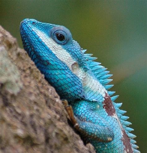 Captivating Animals Blue Crested Lizard By John11k On Flickr
