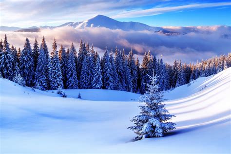 Winter Snow Tree Hd Wallpapers Wallpaper Cave