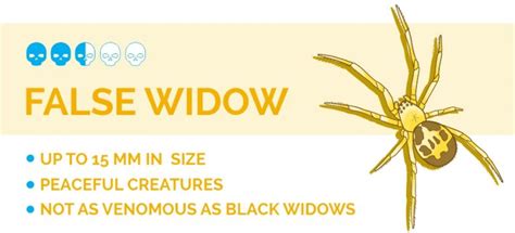 False Widow Vs Black Widow Spider How To Tell Them Apart