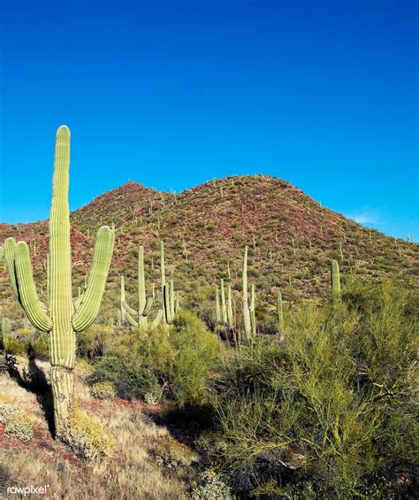 Saguaro Cactus Near Tucson Arizona Original Image From Carol M High