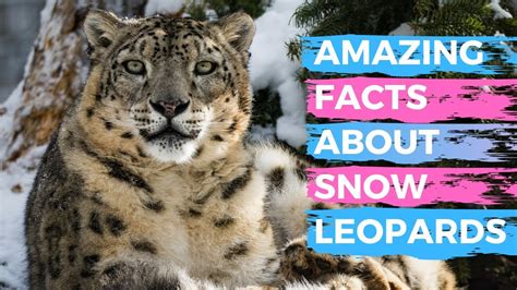 Fun Facts About Snow Leopards Home Design Ideas