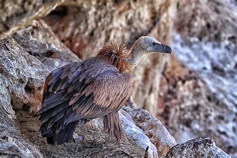 Eurasian Griffon Vulture Gyps Fulvus Photograph By David Santiago