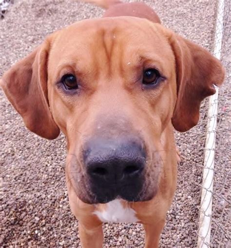 Adopt Roger On Dogs Puppies Redbone Coonhound Shelter Dogs