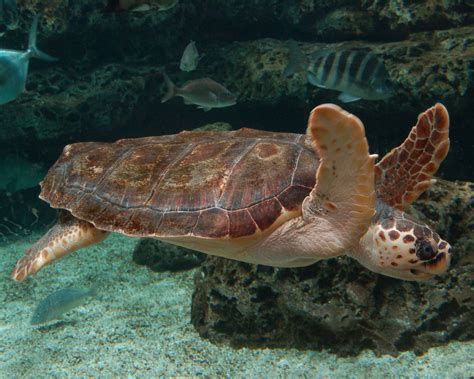 The Loggerhead Sea Turtle Is Found In Many Regions Around The World